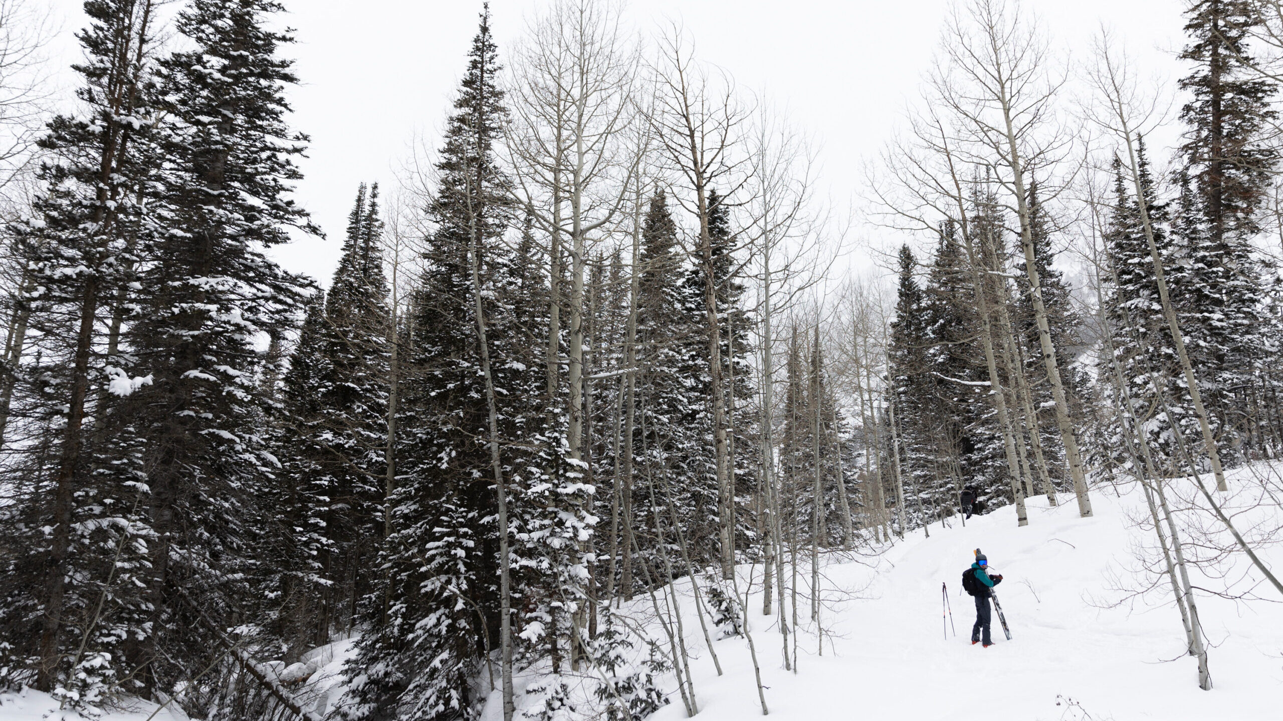 A skier is pictured at the Whitepine Trailhead in Alta on Monday, March 4, 2024. A storm arriving i...