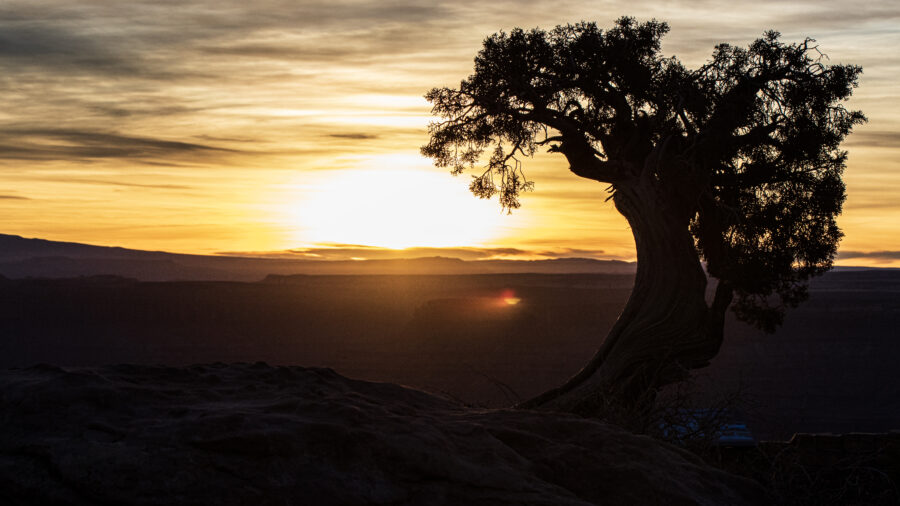 FILE — A lone tree greets the sunrise at Dead Horse Point State Park in Grand County in this unda...