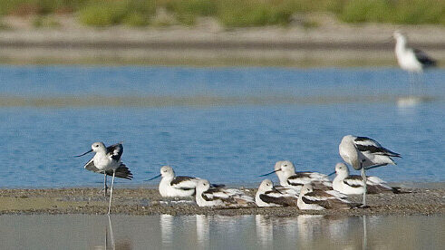 FILE - A flock of American Avocets rests at the Great Salt Lake on August 31, 2007. (Laura Seitz/De...