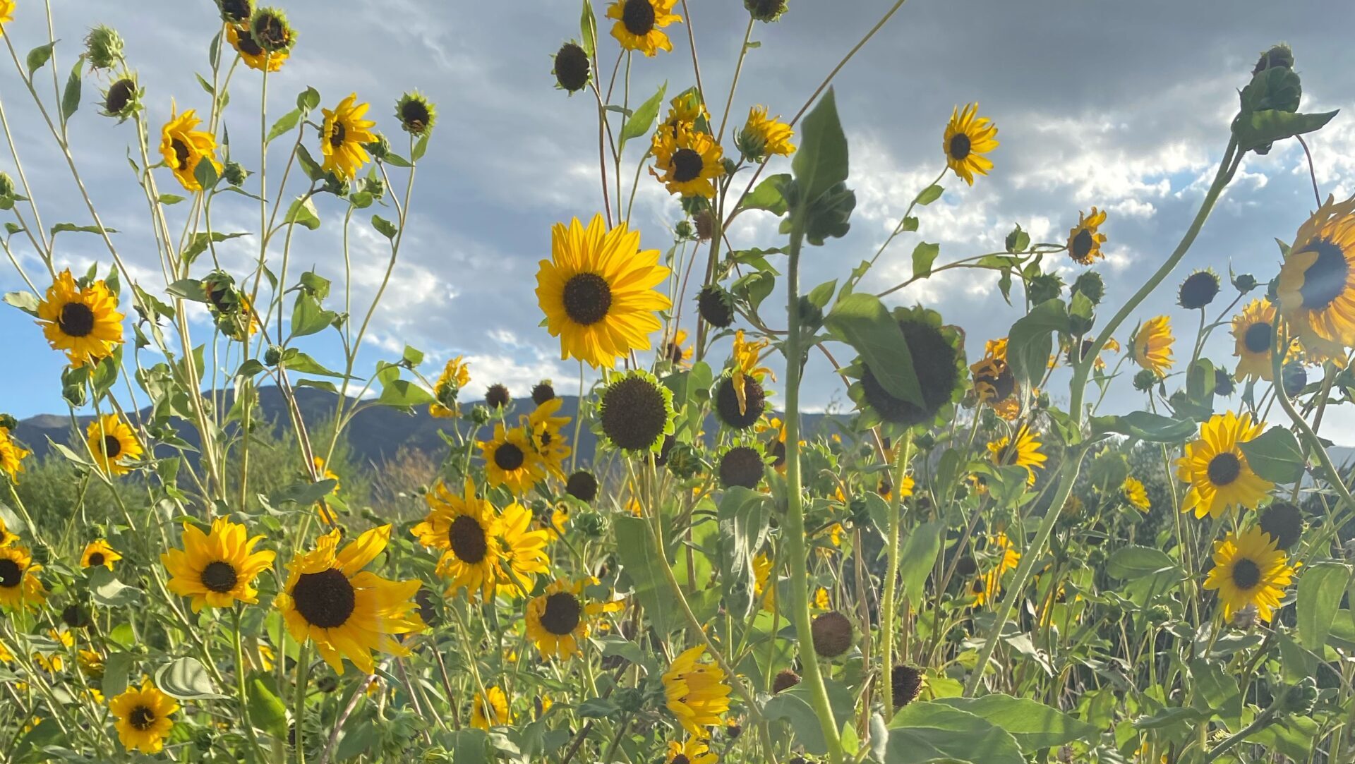 Utah nonprofit to host event dedicated to native plants