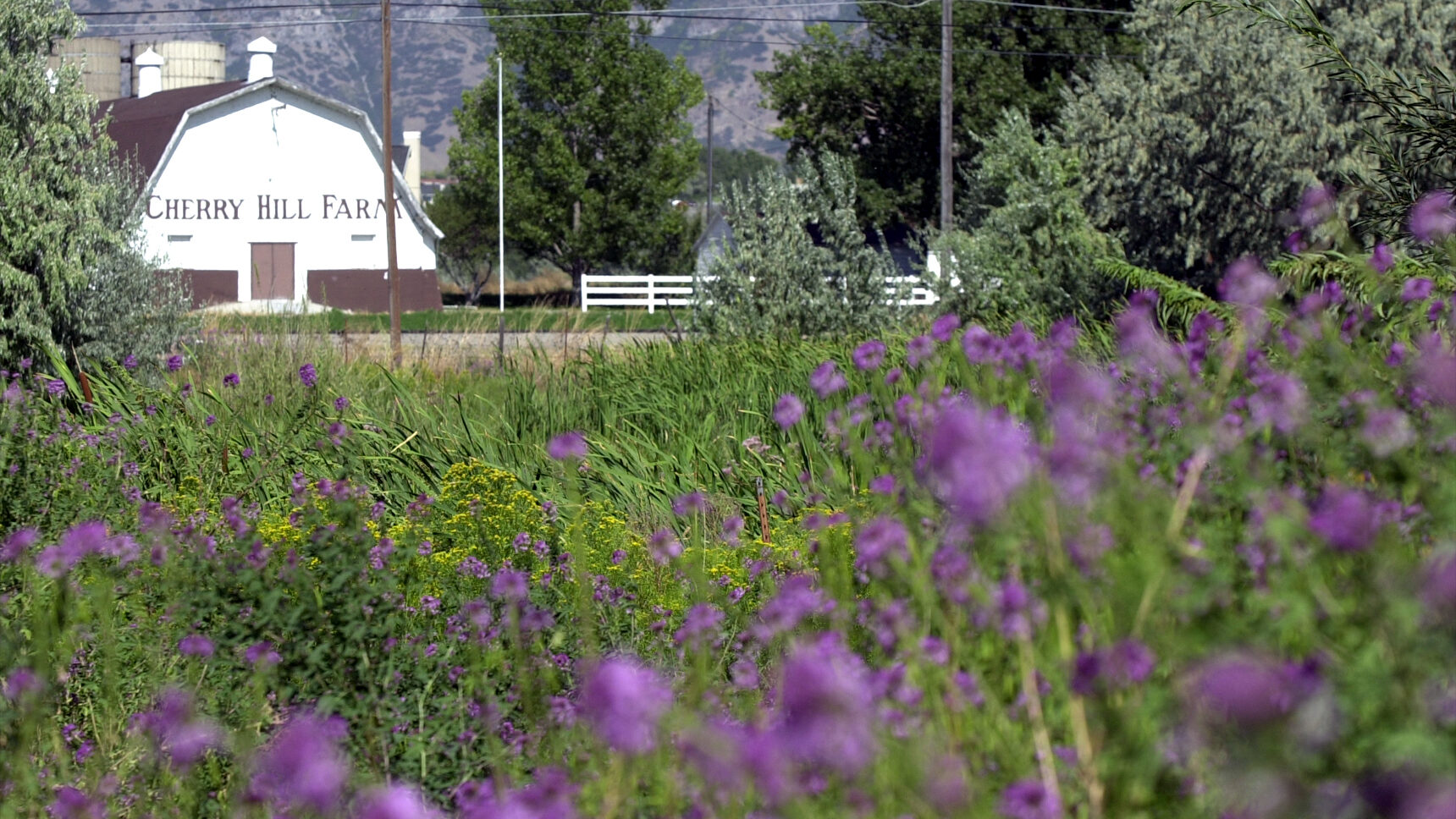 Utah is the nation's second-largest producer of tart cherries. Cherry growers are worried about a p...