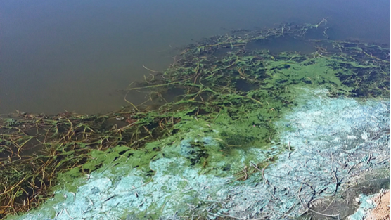 An example of what algal blooms can look like. Officials are warning people recreating on Utah Lake...