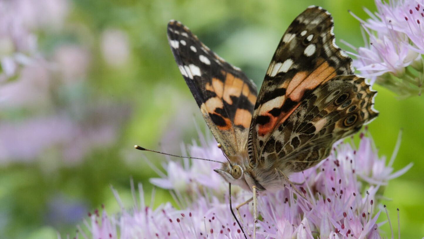 FILE - A painted lady butterfly feeds on Sedum flowers in Omaha, Neb., Sept. 19, 2017. (AP Photo/Na...