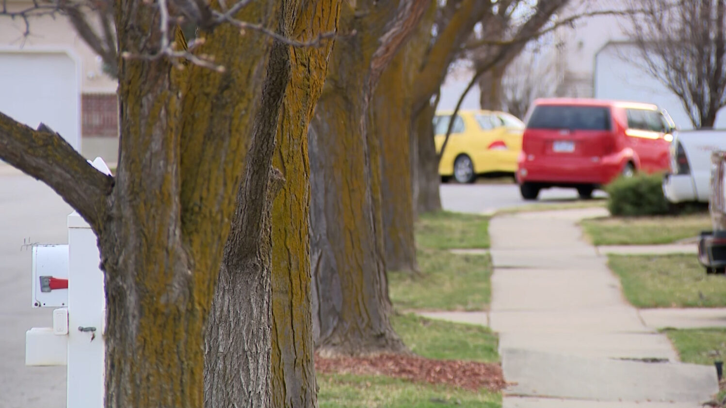 A city tree removal project that could cost more than $100,000 in Layton is sparking resident conce...