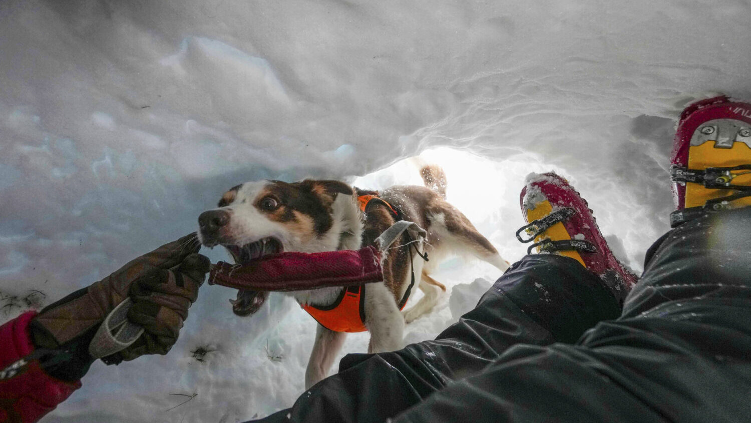 Zen, an avalanche Border Collie, attends a training with the Italian National Alpine and Speleologi...
