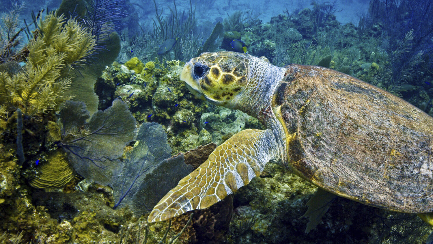 This photo provided by the Oceanic Society shows a loggerhead turtle underwater in Belize in 2021. ...