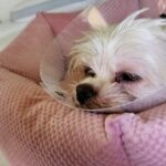 thumbnail_Koko-1024x576