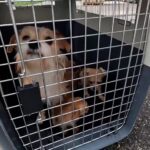 thumbnail_doggies-1024x576050925