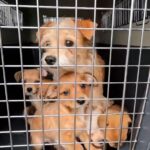 thumbnail_littles-1024x576_050925