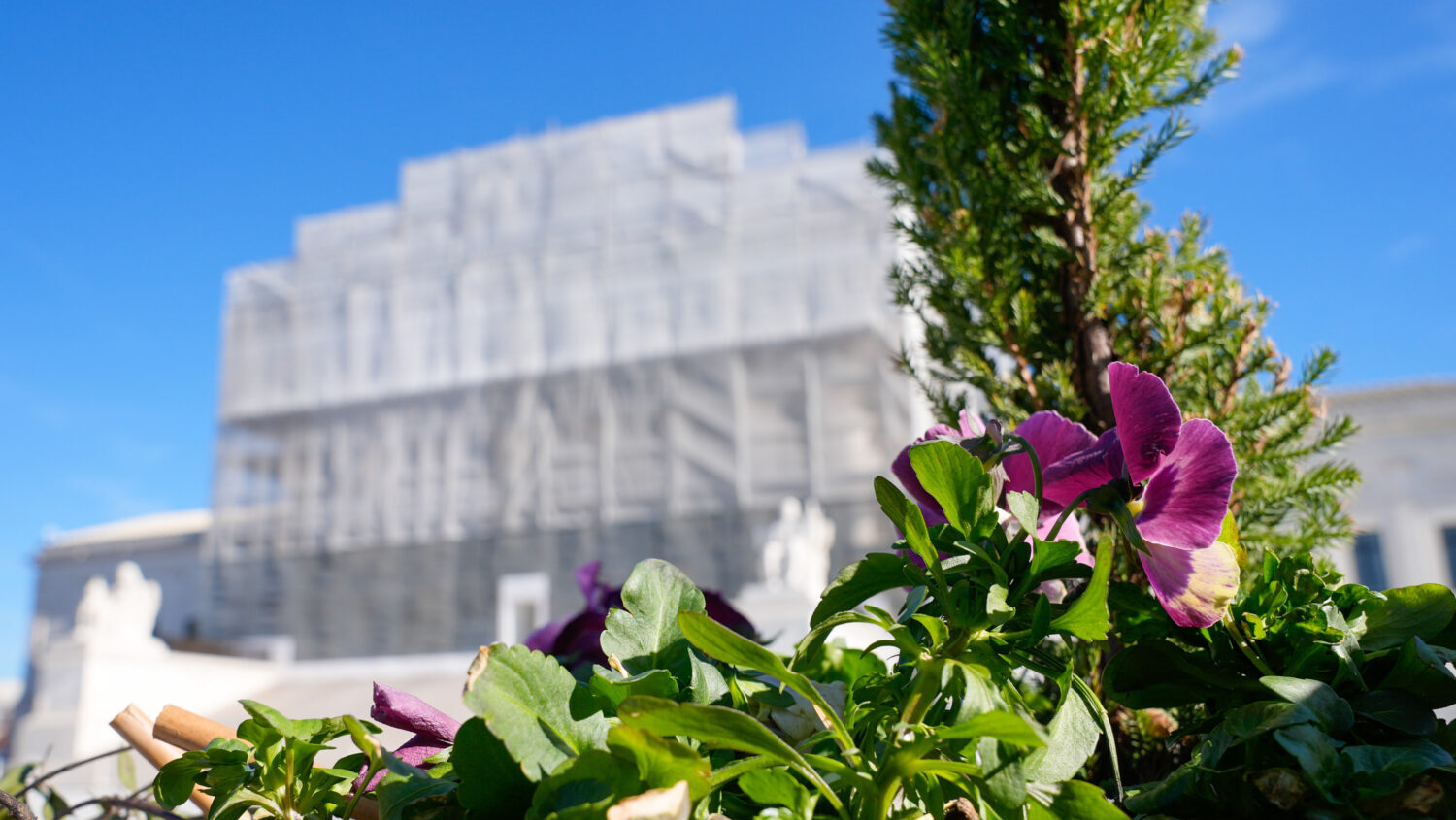 With flowers in the foreground, construction on the front of the U.S. Supreme Court continues Monda...