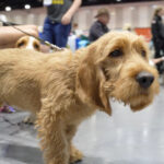 Dogs New Breeds