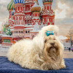 Dogs New Breeds