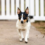 Dogs New Breeds