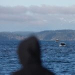 Seattle Orcas