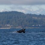 Seattle Orcas