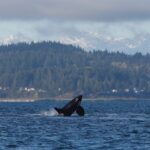 Seattle Orcas