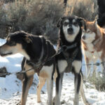 dogs-1024x576