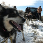 sled-dog-1024x576