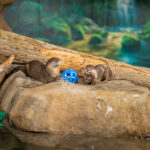 010926otter-5