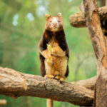 010926treekangaroo-13