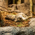 110325Leopard-10