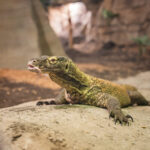 110425Komodo-3