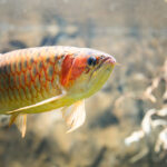 11426arowana-2