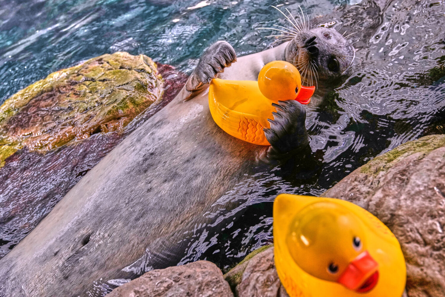 Reggae, a 33-year-old Atlantic Harbor seal, clutches a rubber duck during a training session at the New England Aquarium, Friday, Feb. 20, 2026, in Boston. 
