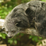 Binturong