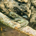 frog-2