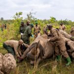 APTOPIX Uganda Rhino Translocation