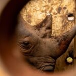 APTOPIX Uganda Rhino Translocation