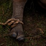 Uganda Rhino Translocation
