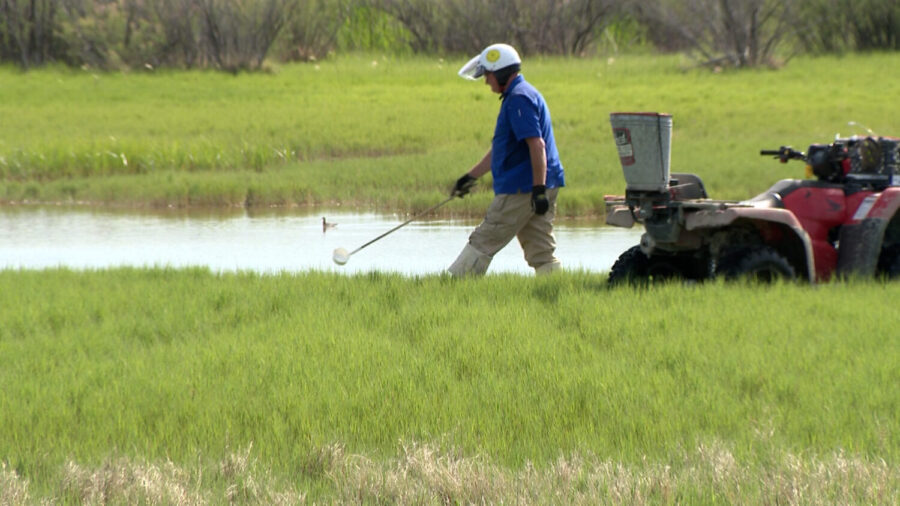 Mosquito abatement controls the pest's populations....