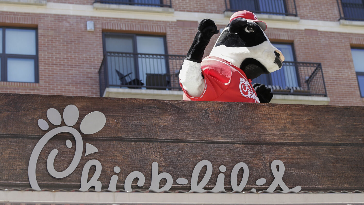 Chic-fil-a Cows entertain fans during the Houston Astros Fan Fest before playing the Seattle Marine...