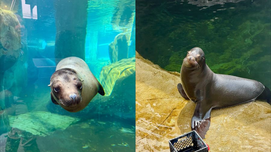 Two California sea lions were introduced to Utah's Hogle Zoo....
