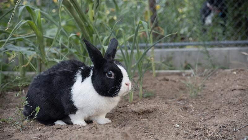 A Dutch rabbit named Eskimo hopping around a caged area while being supervised on Aug. 11, 2023. Th...