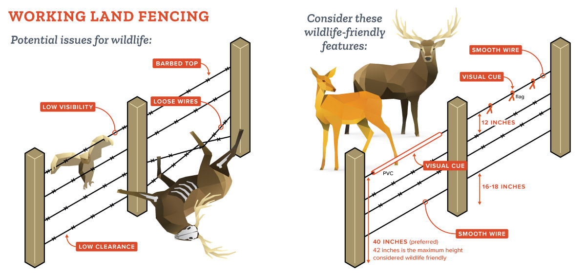 (Graphic courtesy: Utah Division of Wildlife Resources)