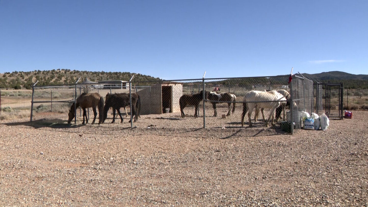 Malnourished horses at the Iron County Sheriff's animal shelter are pictured on Thursday, April 23, 2026. (Marc Weaver, KSL)
