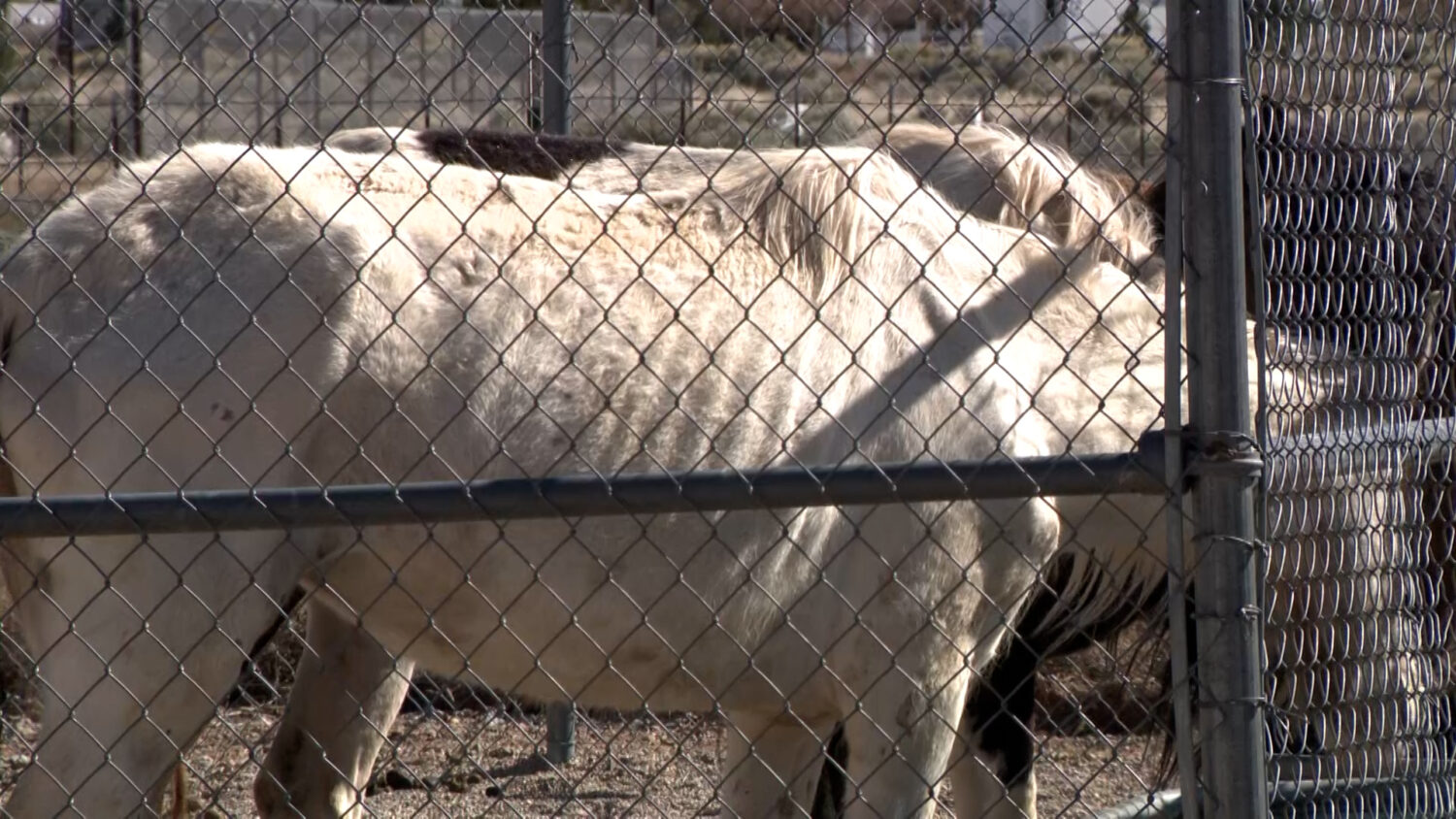 Malnourished horses at the Iron County Sheriff's animal shelter are pictured on Thursday, April 23, 2026. (Marc Weaver, KSL)
