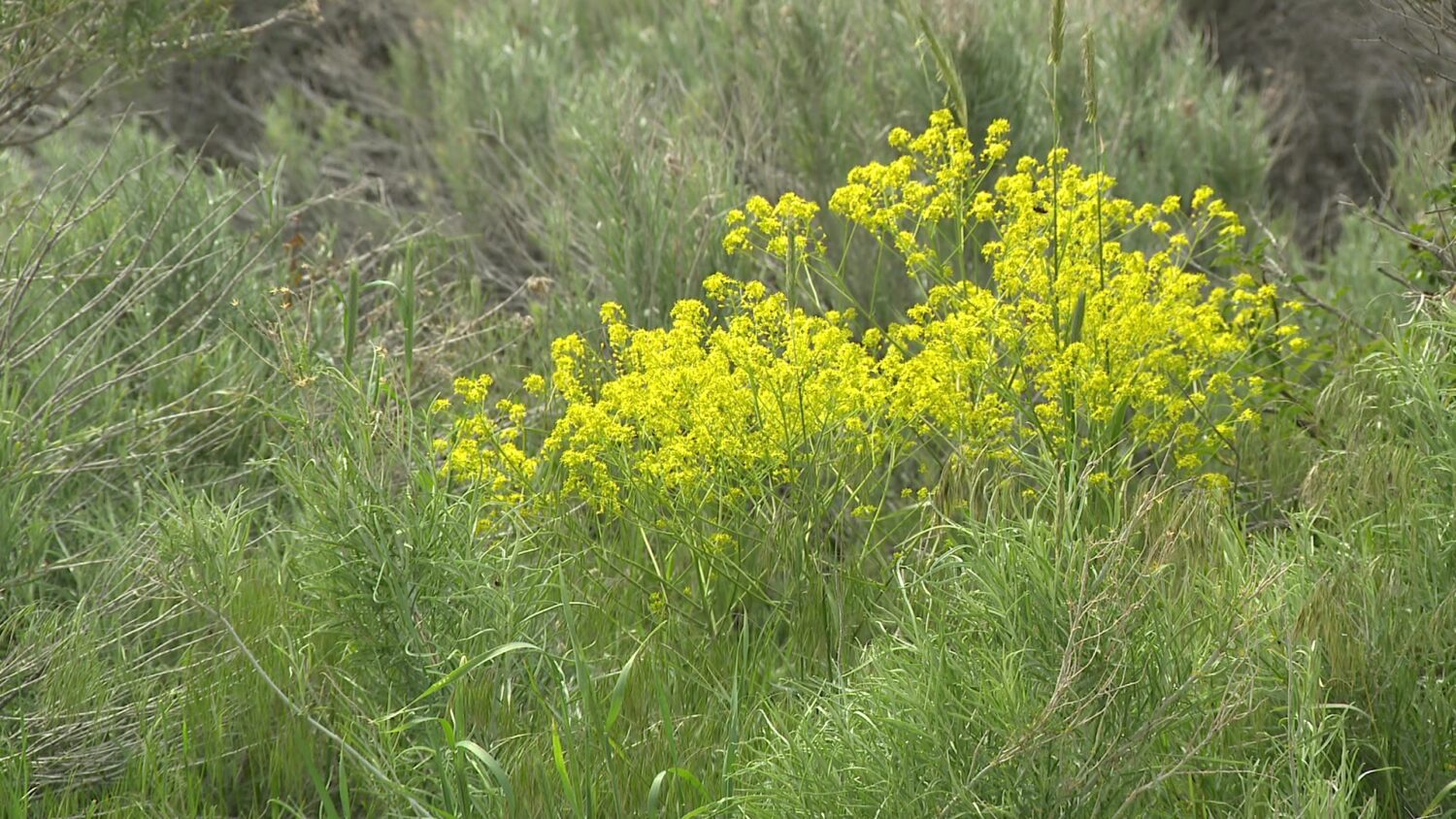 Foliage at Memory Grove is pictured on May 4, 2026. (Zach Pope, KSL)