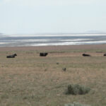 land-1024x576
