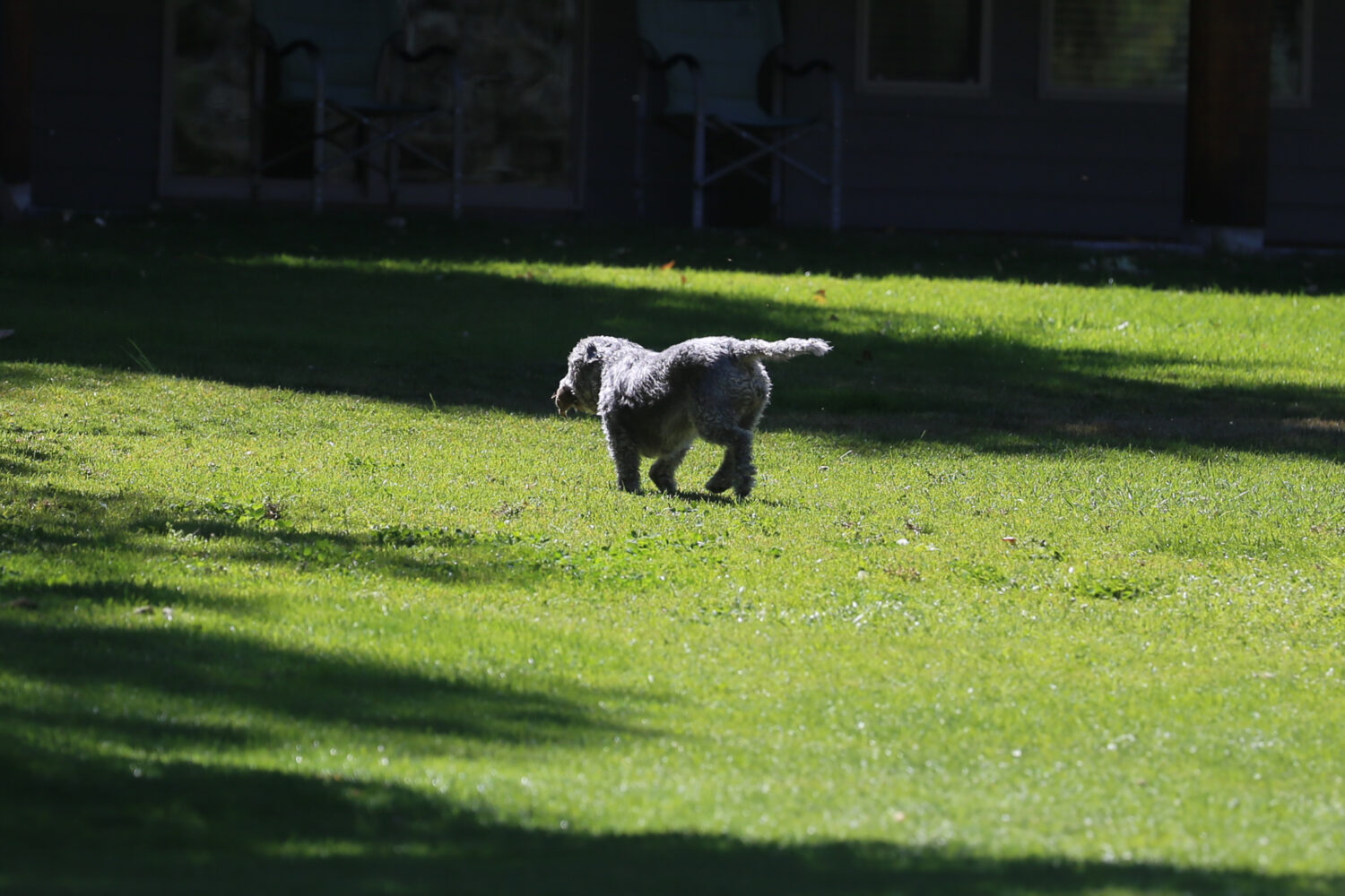The Layton City Council appears to be pivoting away from a proposed off-leash dog park at Eastridge...