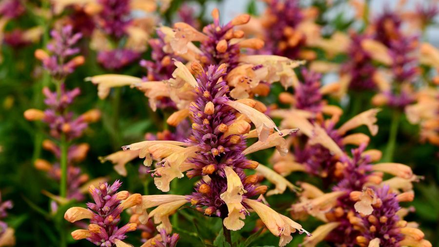 Hummingbird mint (Canva images)