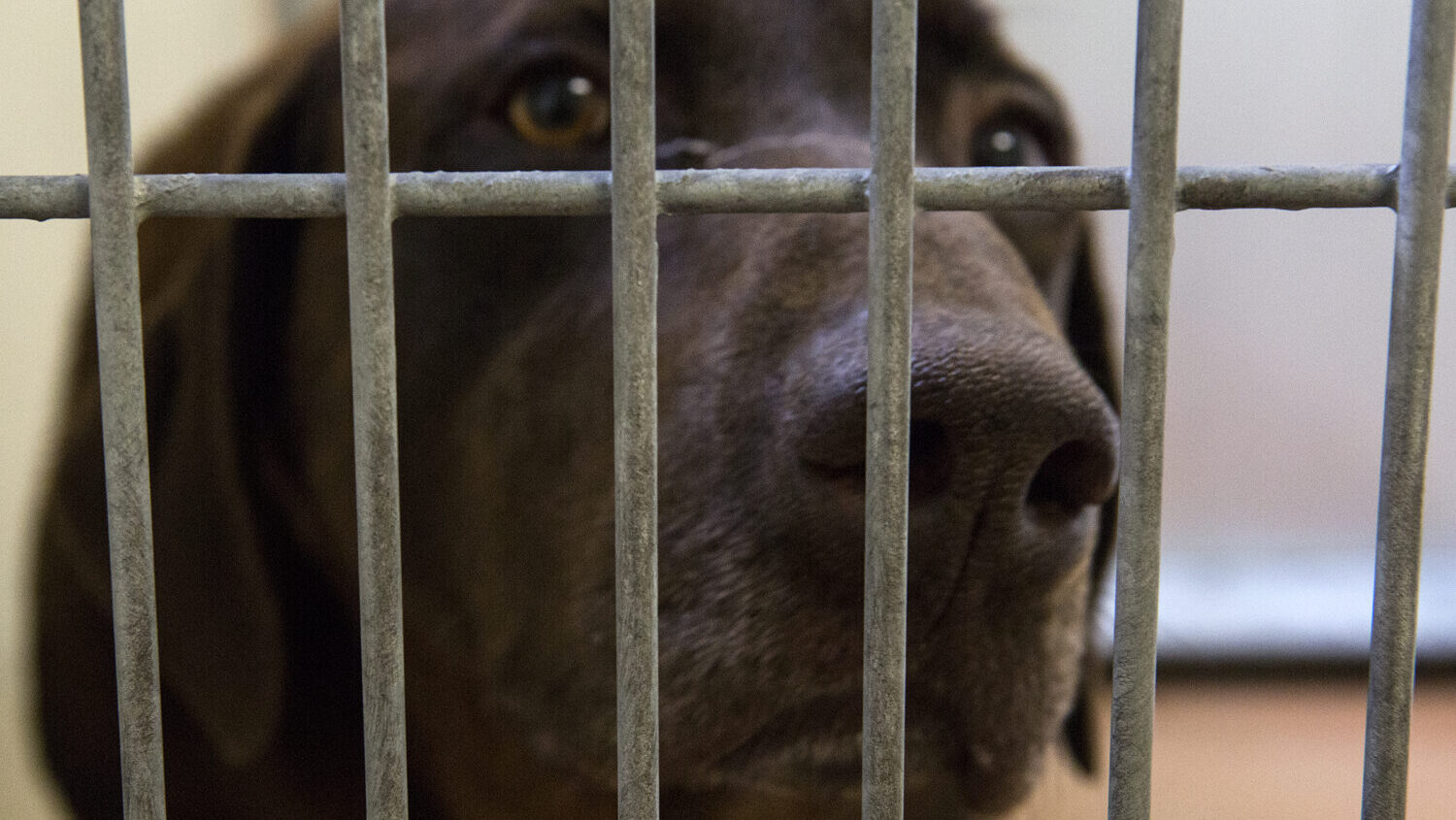 A chocolate lab sits in its cage at the South Utah Valley Animal Shelter in Spanish Fork on Thursday, July 5, 2018. Fireworks during the July holiday season causes a surge of lost dogs and other pets. (James Wooldridge, Deseret News)