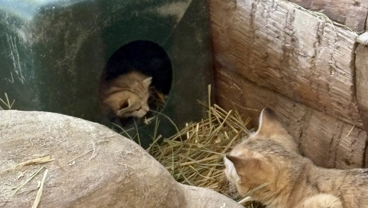Cleo the sand cat with her baby kitten at Utah's Hogle Zoo. (Photo courtesy: Utah's Hogle Zoo)
