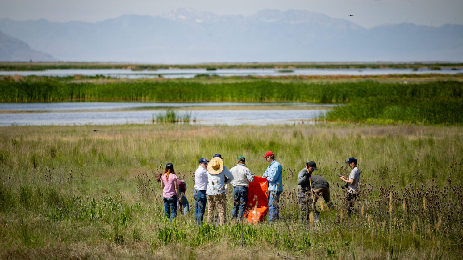 Volunteers remove invasive weed species during a Great Salt Lake Service Project hosted by the American Conservation Coalition (ACC), in collaboration with Gov. Spencer Cox and the Utah Division of Wildlife Resources at the George S. and Delores Dore Eccles Wildlife Education Center at the Farmington Bay Waterfowl Management Area in Farmington on Friday, May 29, 2026. Tess Crowley, Deseret News