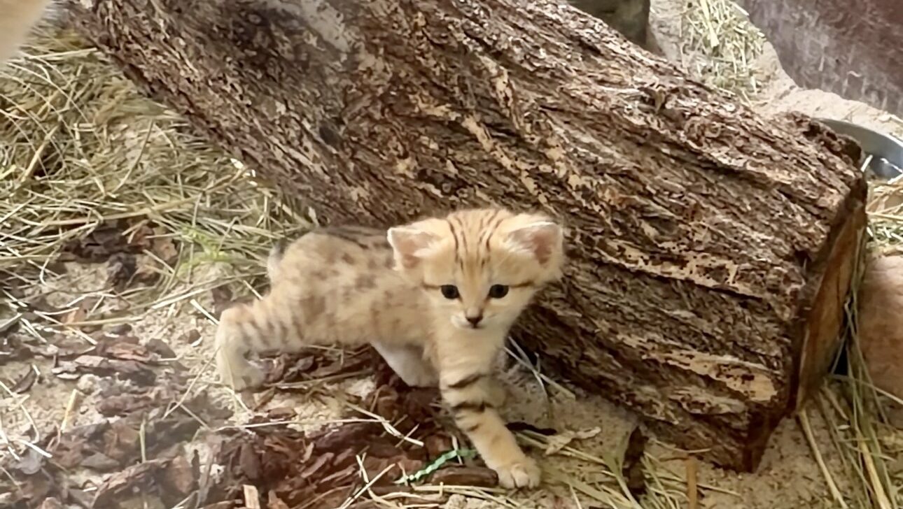 Utah's Hogle Zoo announced its sand cat, Cleo, gave birth to a healthy kitten in June. (Photo credit: Utah's Hogle Zoo)