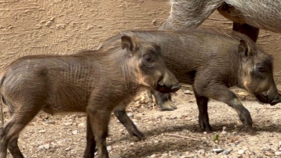 Two male piglets born June 14 are the first warthog piglets born at Utah's Hogle Zoo. (Photo credit...
