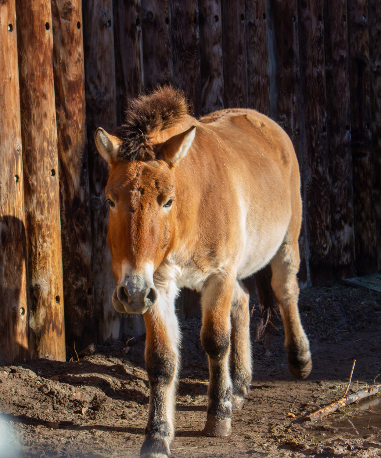 One of the Przewalski's horses in residence at Utah's Hogle Zoo. (Hogle Zoo)